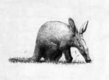 Black & White Drawings